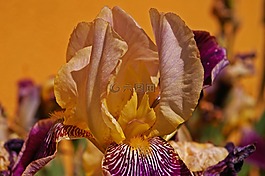 虹膜,百合,花