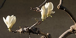 櫻桃,開花,春
