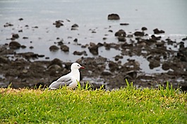 海鷗,海灘,海