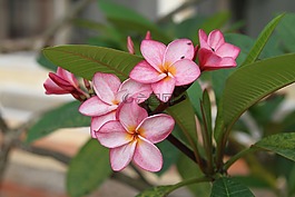 瓷器,花,紫色