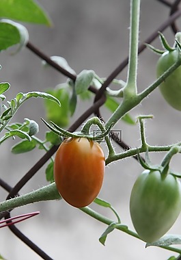 番茄,綠色,收獲