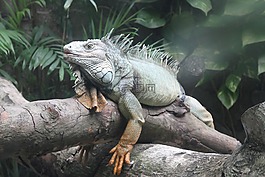 爬行動物,動物,野生