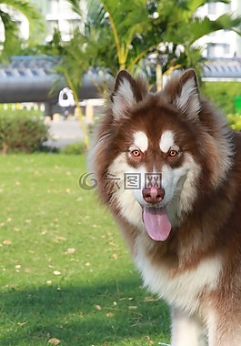 狗,公园,动物