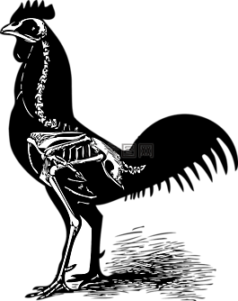 公鸡,男鸡,家禽