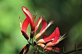 鮮花,紅色,綠色