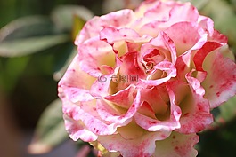 玫瑰,花,夏季