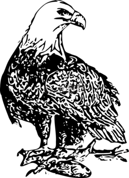 鷹,光頭,鳥(niǎo)