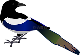 喜鵲,鳥,野生動物