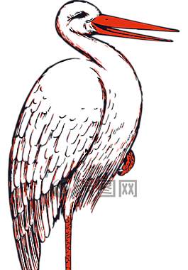 鹳,鸟,鸟嘴