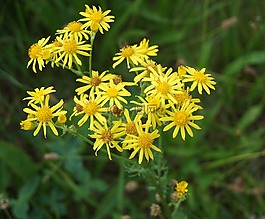 鮮花,黃色,關(guān)閉