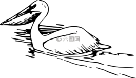 鹈,鸟,游泳