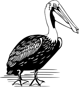 鵜,鳥,大