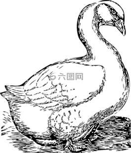 鹅,家禽,稗鸡