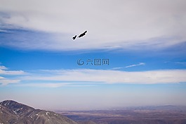 鳥,天空,云