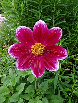粉红色的花朵,性质,宇宙