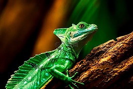 蜥蜴,爬行動物,特寫