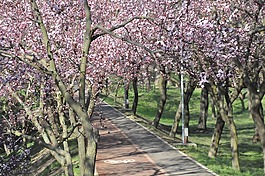 路徑,公園,春