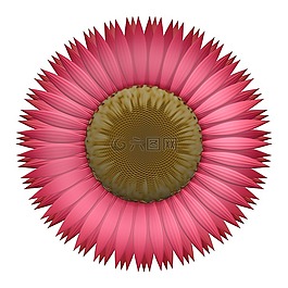 花,花的,植物區(qū)系