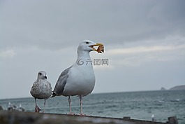 海鷗,海灘,海