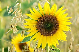 太陽(yáng)花,燕麥,字段