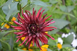 花朵紅花,地塊,jardiniere