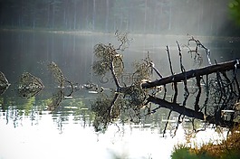 性質(zhì),森林,池塘
