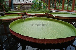 水中百合,工作表,池塘