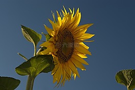 太陽花,天空,開花