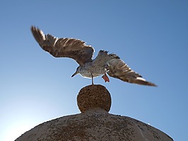 海灘,鳥,海鷗