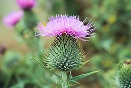 花,薊,開花