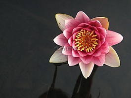 蓮花,鮮花,大自然