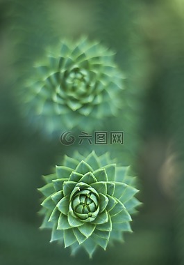 多汁,植物,绿色