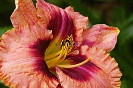 黄花菜,开花,花
