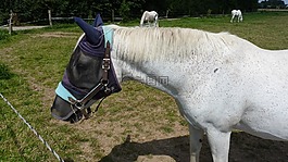 動物,馬,模具