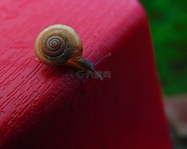 昆蟲,蝸牛,殼