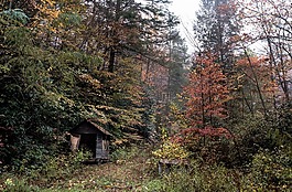 森林,小屋,住房