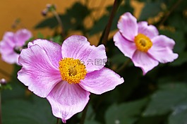 herbstannemone,annemone,厂