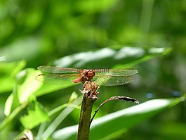 蜻蜓,自然,雨林