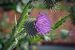 薊,開花,花