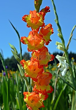 唐菖蒲,開花,盛開