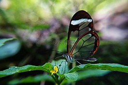蝴蝶,polinizacion,鲜花