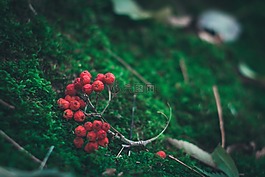 漿果,地面,苔