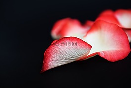 玫瑰,花瓣,黑色