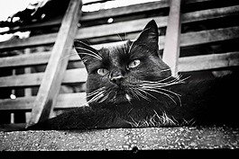 猫,gato,a