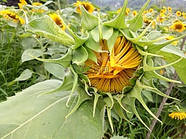 向日葵,芽,綠色