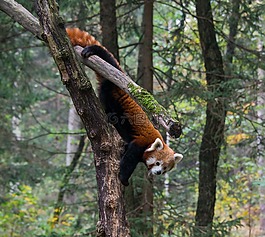 ?？怂?動物,野生動物