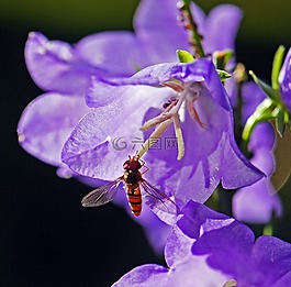hoverfly,桔梗,雄蕊