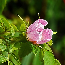布什玫瑰,開(kāi)花,獨(dú)特