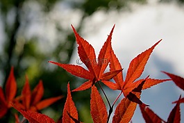 枫,叶子,红色