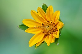 鮮花,花瓣,雄蕊